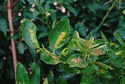 Plant disease on lime leaf from bacteria, citrus canker disease