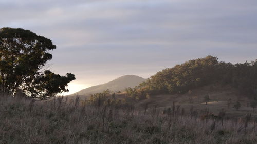 Trees on field against sky