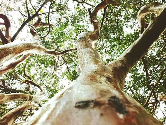 tree, low angle view, branch, tree trunk, growth, nature, sky, tranquility, day, no people, wood - material, outdoors, bare tree, sunlight, directly below, clear sky, beauty in nature, leaf, forest, scenics