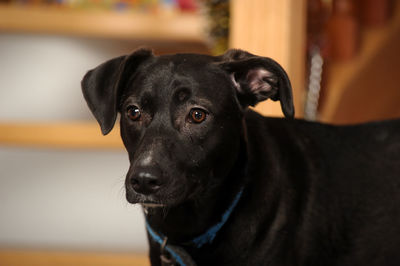 Portrait of black dog at home