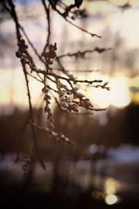 Close-up of plant against blurred background