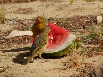 Close-up of bird perching on field