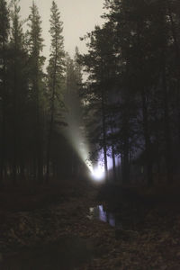Trees in forest against sky