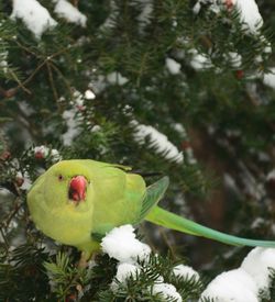 Close-up of bird perching on tree