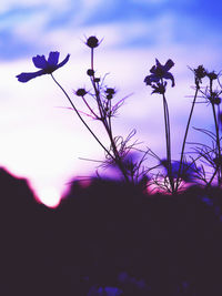 Low angle view of flowering plants on field against sky