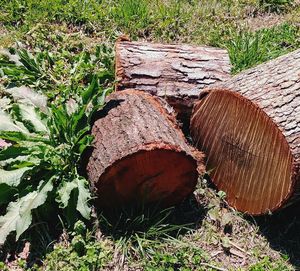 Stack of logs in field