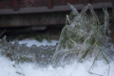 Close-up of snow