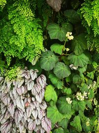 High angle view of flowering plant