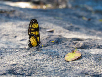 Close-up of butterfly