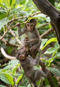 Monkey sitting on branch