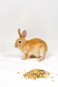 pet