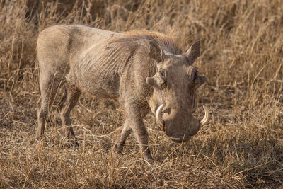 Lion standing in a field