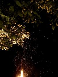 View of leaves at night