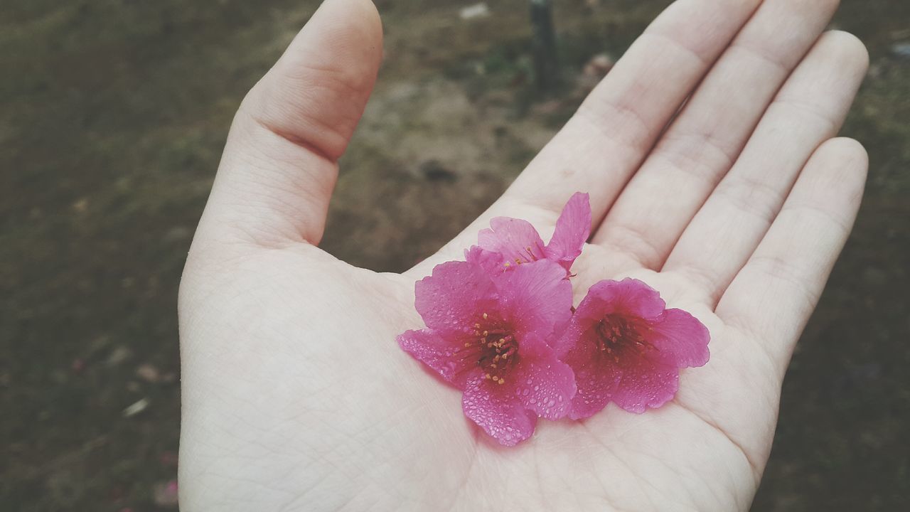 CLOSE-UP OF HAND WITH PINK FLOWERS