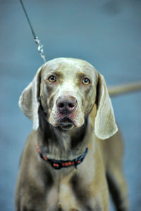 Close-up portrait of a dog