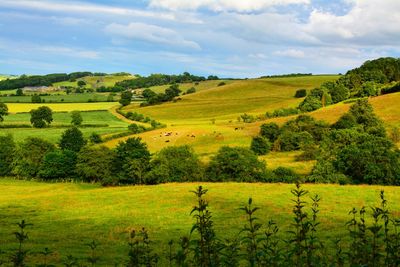 Scenic view of agricultural field against sky