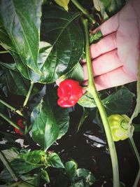 Close-up of red flower