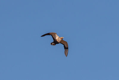 Low angle view of seagull flying