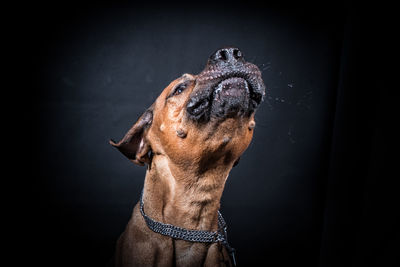 Close-up of dog against black background