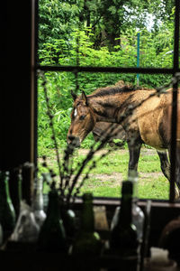Side view of a horse