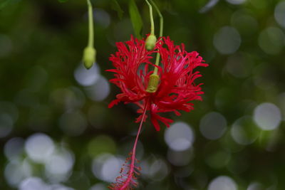 Close-up of red flower