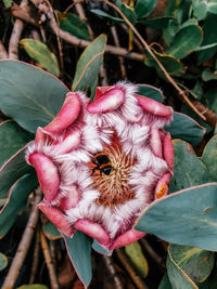 Close-up of pink rose flower