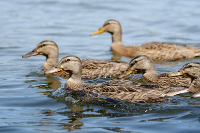 animal wildlife