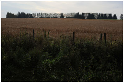 Scenic view of field against sky