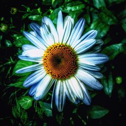 Close-up of a daisy flower