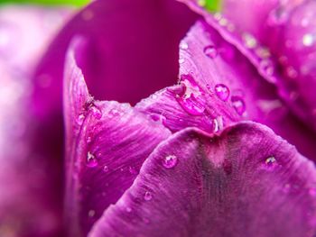 Close-up of pink flower