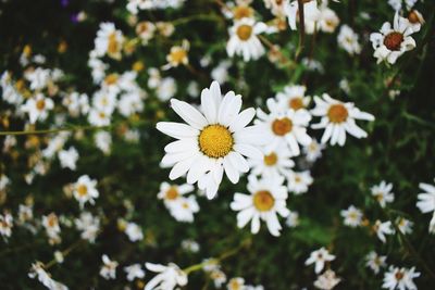 Close-up of white daisy flowers