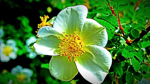 Close-up of flowers