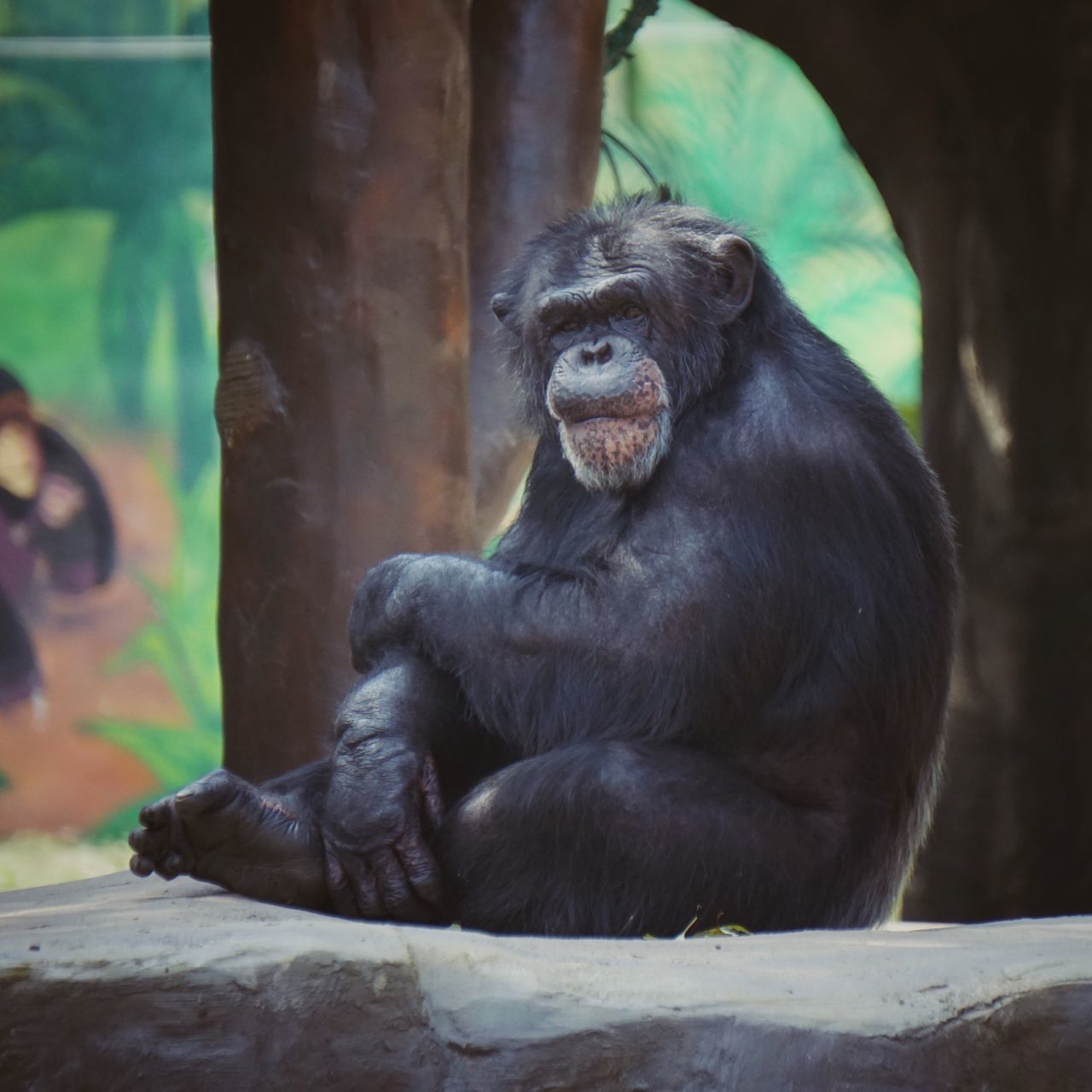 animal themes, one animal, animals in the wild, wildlife, focus on foreground, monkey, close-up, sitting, mammal, relaxation, zoo, animals in captivity, day, primate, full length, bird, outdoors, looking away, no people