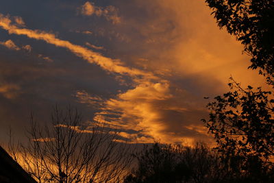 Low angle view of silhouette plants against evening purple and orange sky