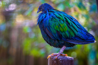 Close-up of parrot