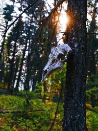 Close-up of tree trunk in forest