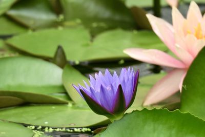 Close-up of water lily in pond