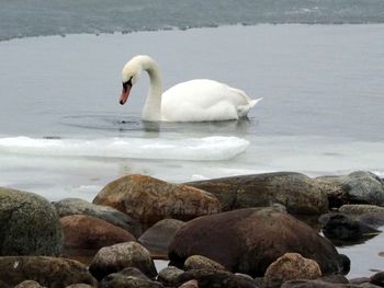 Swan on water