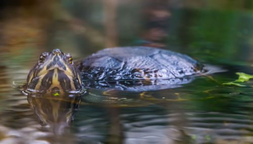 Close-up of turtle swimming in lake