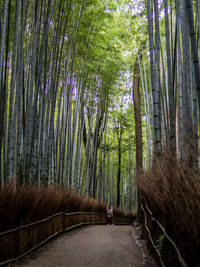 Friends standing in bamboo forest