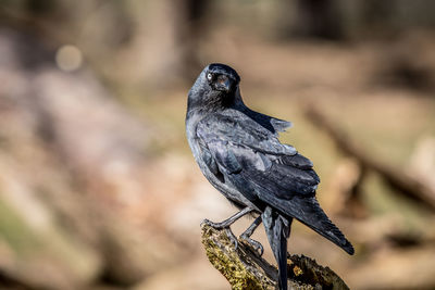 Close-up of bird perching on wood