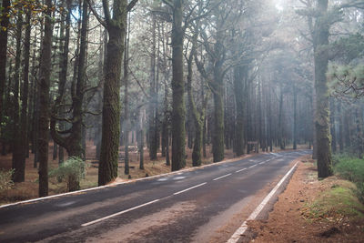 Road amidst trees in forest