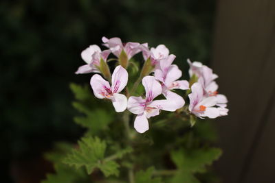 Close-up of pink flowers