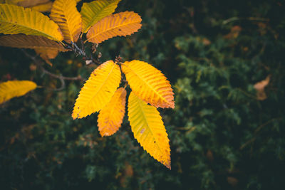 Close-up of yellow autumn leaves