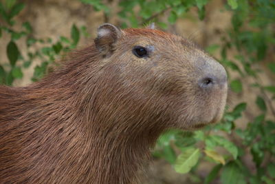 Closeup side on portrait of capybara hydrochoerus hydrochaeris head, bolivia.