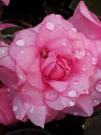 Close-up of water drops on pink rose flower