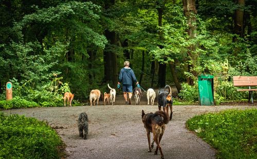 Rear view of man with dog walking by plants