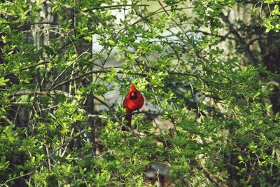 Bird perching on a tree