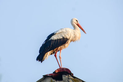 stork