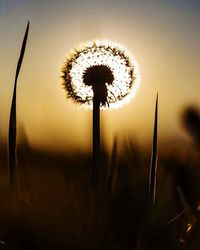 Close-up of dandelion against blurred background